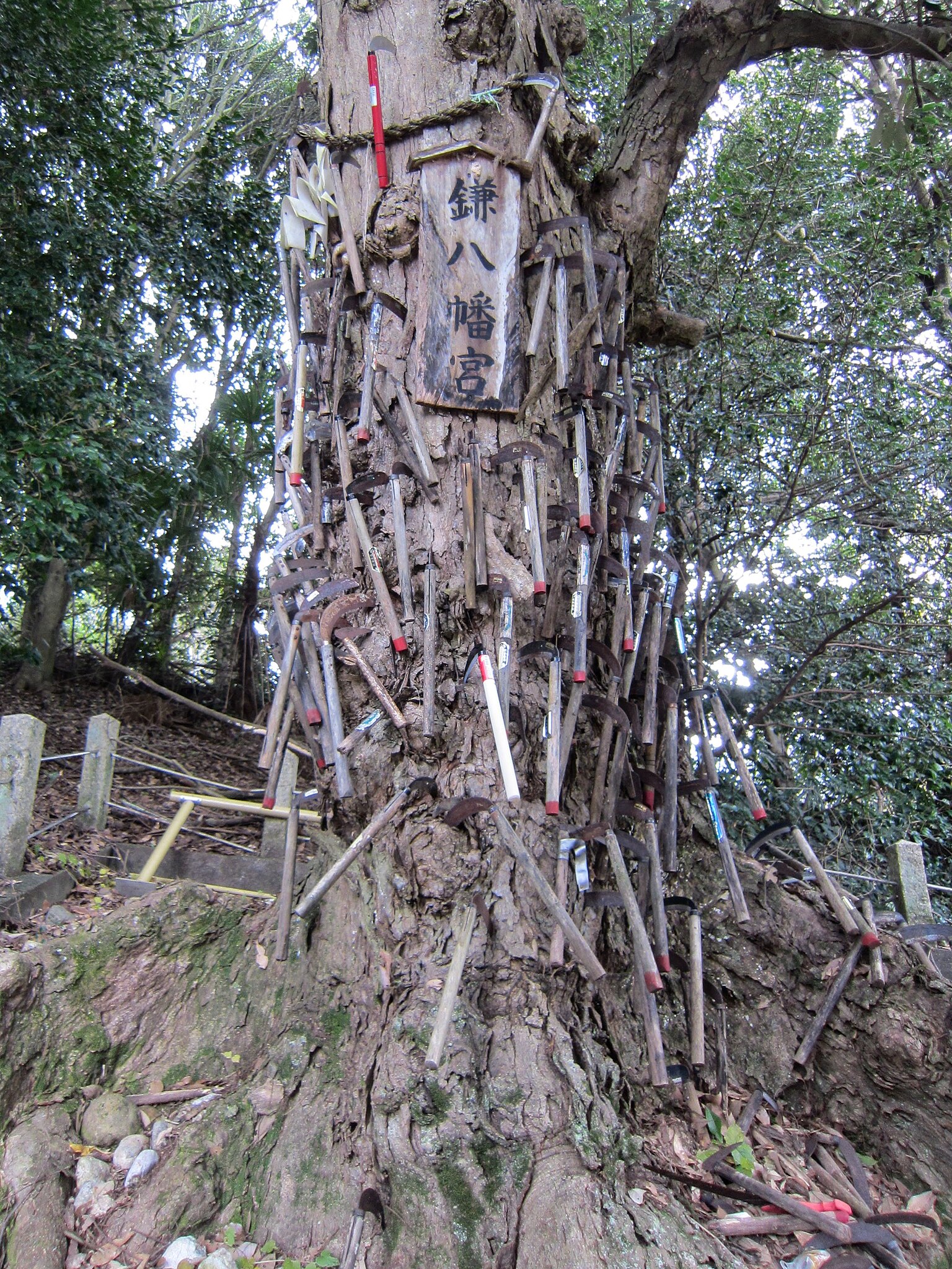 File:Niu-Sakadono-jinja, Sacred Tree of Auxiliary Kama-hachiman-gu 