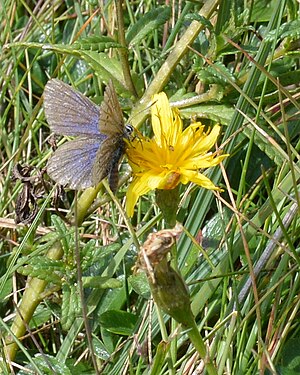 Blue (Polyommatinae) on Autumn Hawkbit (Scorzoneroides autumnalis)