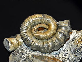 <i>Muramotoceras</i> Genus of molluscs (fossil)