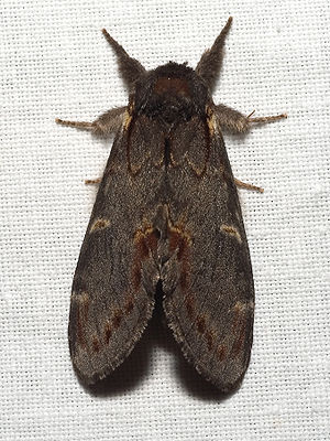 Dromedary tooth spinner (Notodonta dromedarius)