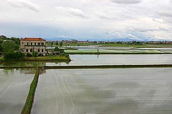 Câmpuri de paddy în jurul orașului