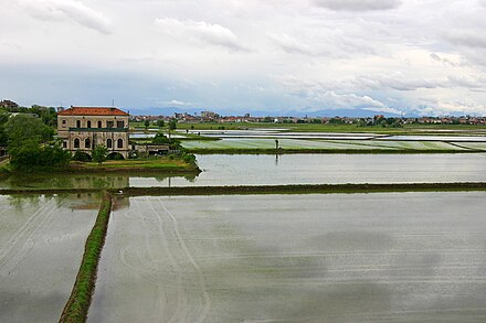 Rice fields around the city