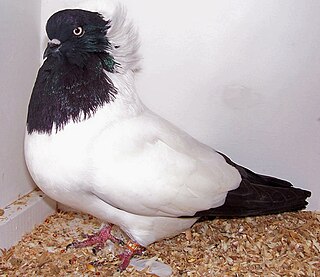 <span class="mw-page-title-main">Nun pigeon</span> Breed of pigeon