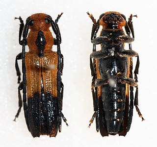 <i>Nupserha nyassensis</i> Species of beetle