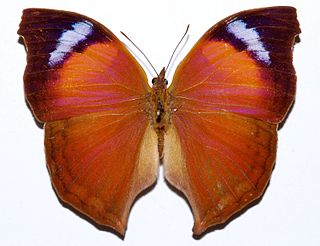 <i>Salamis anteva</i> Species of butterfly