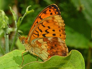 <i>Brenthis</i> Genus of brush-footed butterflies