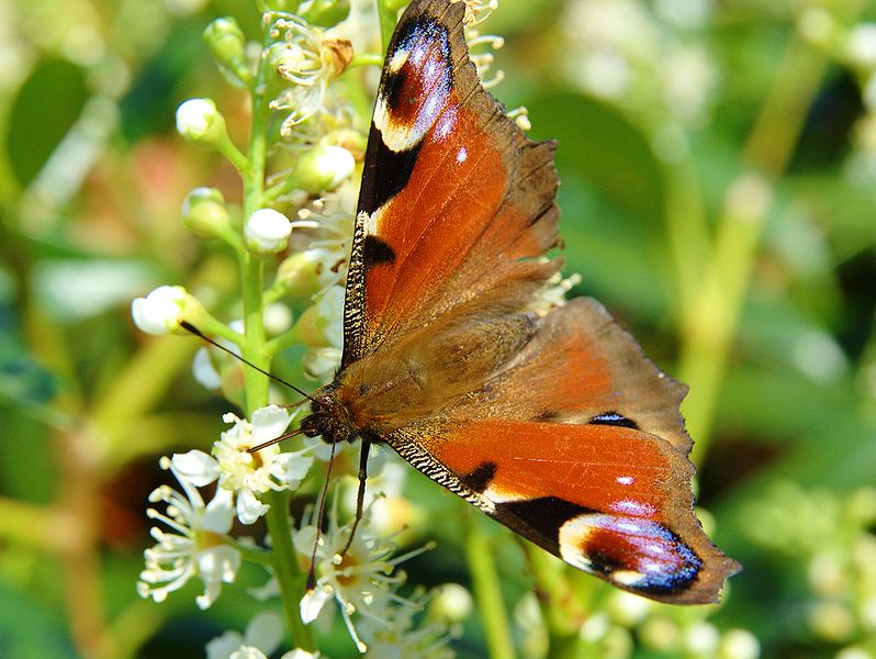 File:Nymphalis Inachis io Luc Viatour 2.jpg