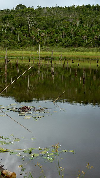 File:Nymphoides indica (L.) Kuntze (4368358222).jpg