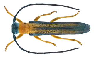 <i>Oberea heyrovskyi</i> Species of beetle