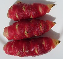 Oxalis tuberosa, a stem tuber Oca du Perou 01.jpg