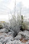 Ocotillo-600. jpg