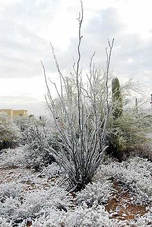 Fouquieria splendens in Tucson in winter Ocotillo-600.jpg