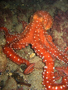 Длиннощупальцевый спрут (Callistoctopus macropus)