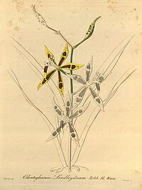 plate 71 Oncidium lindleyoides (as syn. Odontoglossum lindleyanum)