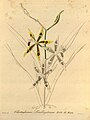 Oncidium lindleyoides (as syn. Odontoglossum lindleyanum) plate 71 in: H. G. Reichenbach: Xenia orchidacea - vol. 1 (1858)