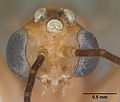 Odontomachus brunneus casent0104168 head 1.jpg