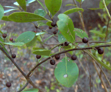 Geruchsneutrale Bayberry (5614332045) .gif