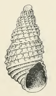 <i>Odostomia lucca</i> species of mollusc