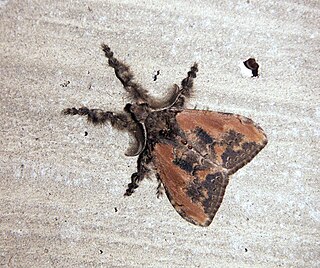 <i>Olene mendosa</i> Species of moth