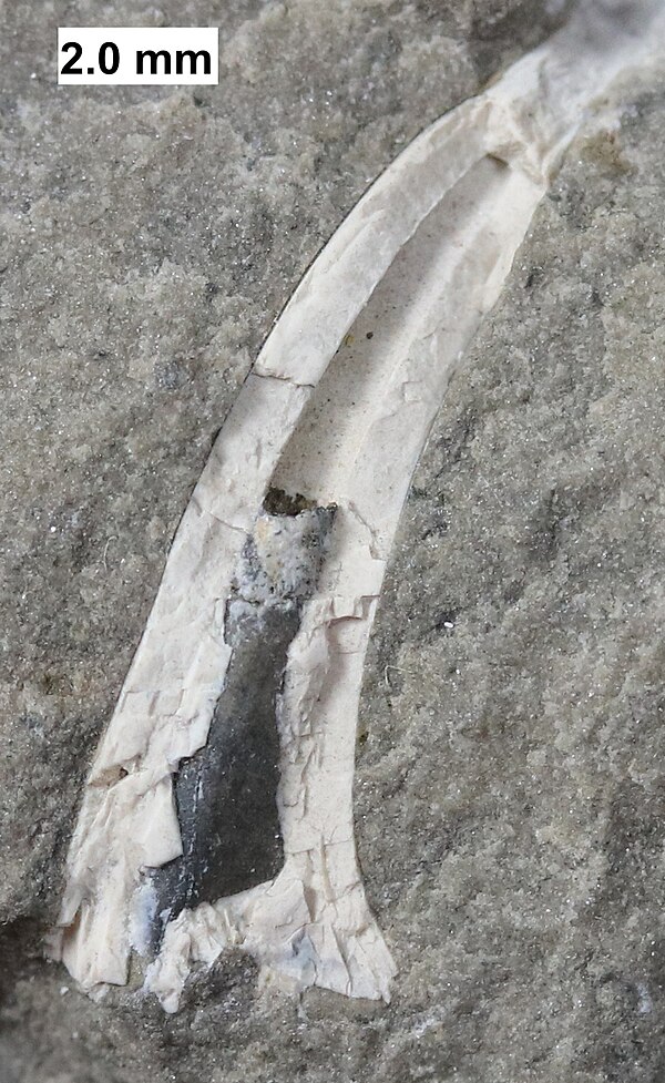 Tooth from the sarcopterygian Onychodus from the Devonian of Wisconsin