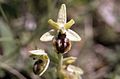 Ophrys araneola Germany - Kaiserstuhl