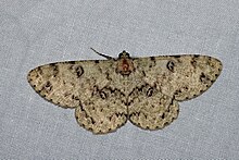 Basiscripta офтальмита (Geometridae Ennominae Boarmiini) .jpg