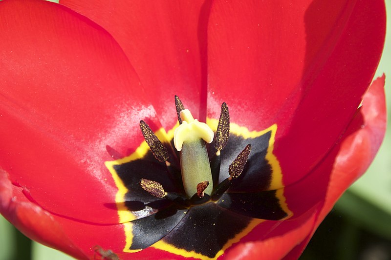 File:Orillia Ontario - Canada - Leacock Museum ~ Botanical Gardens - Tulips - (50997655805).jpg