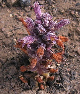 <i>Orobanche bulbosa</i> Species of flowering plant