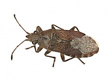 Orsillus depressus (Lygaeidae) - (imago), Arnhem, Hollanda - 2.jpg