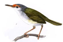 Orthotomus frontalis Keulemans.jpg