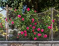 English: Roses and fence in front Deutsch: Rosen am Zaun