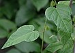 P.foetida.leaves.jpg