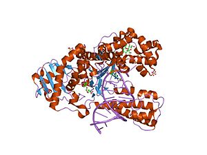 PDB 2hht EBI.jpg