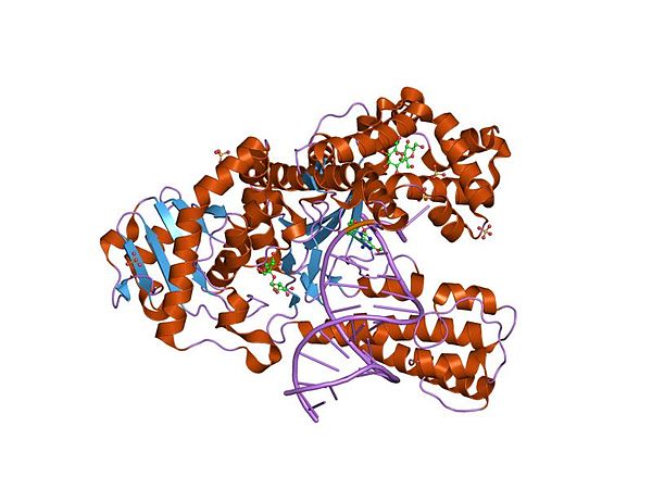 c:o6-methyl-guanine pair in the polymerase-2 basepair position