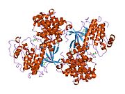 2iw8: ساختار THR160-فسفوCDK2-سیکلین A F82H-L83V-H84D جهش یافته با مهارکننده سیکلهگزیل متیل گوانین