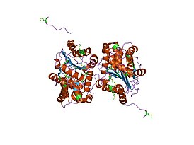 Вероятная глутаминаза из Bacillus subtilis в комплексе с 6-диазо-5-оксо-ʟ-норлейцином.