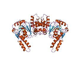 Иллюстративное изображение 3-гидроксиацил-КоА дегидрогеназы