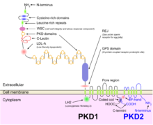Illustration of PKD1 and PKD2 proteins at the cell membrane PKD1PKD2 en.png