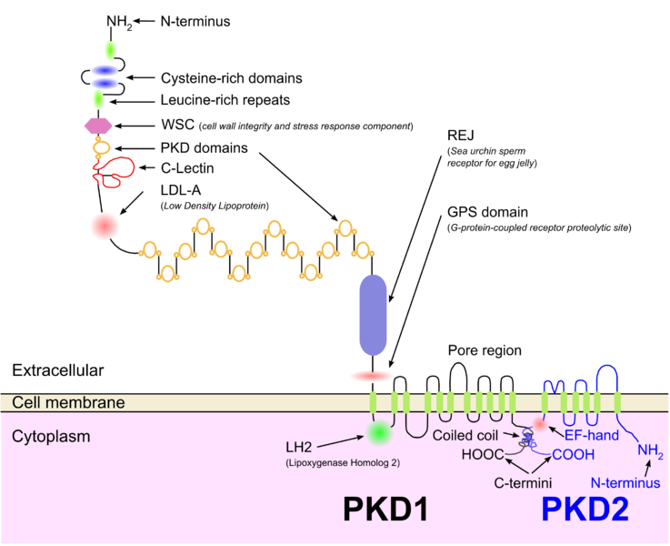 File:PKD1PKD2 en.png