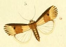 PL.6-sl.5 (Axylia Tabida) Amazonides tabida (Guenée, 1852) .JPG