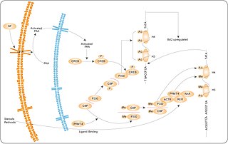 <span class="mw-page-title-main">PRMT4 pathway</span>