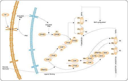 ไฟล์:PRMTpathway.jpg