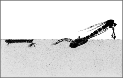 PSM V63 D460 Adult mosquito emerging from pupa and the water.png