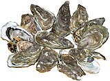Pacific oysters