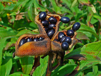 Paeonia officinalis Seeds