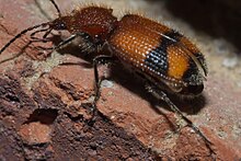 Panagaeus fasciatus P1020793b.jpg