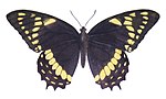 Thumbnail for Papilio menatius