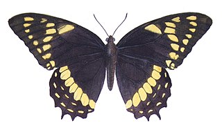 <i>Papilio menatius</i> Species of butterfly