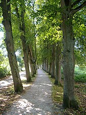 Eine knapp 530 Meter lange Lindenallee führt vom Bahnhof bis in die Nähe der Innenstadt