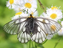 Parnassius glacialis